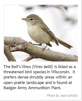  

The Bell's Vireo (Vireo bellii) is listed as a threatened bird species in Wisconsin.  It prefers dense shrubby areas within an open prairie landscape and is found at Badger Army Ammunition Plant. 

Photo by Joan Gellatly

